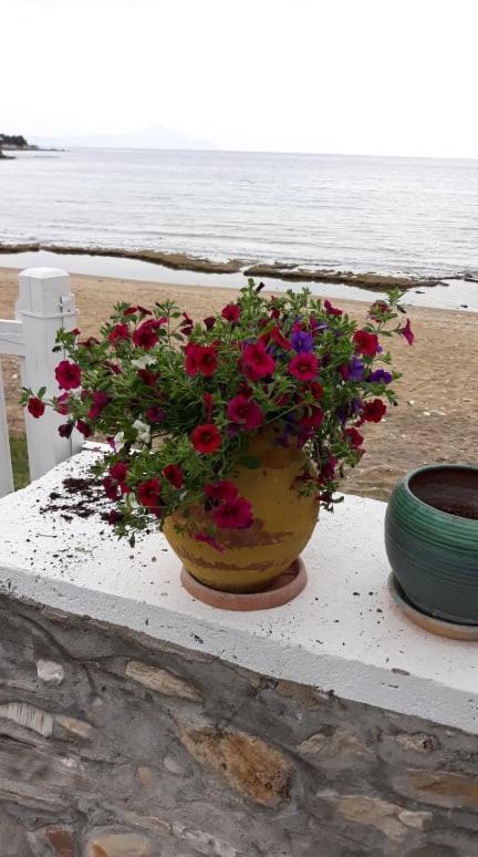 House Kokkalas On The Beach ピルガディキア エクステリア 写真